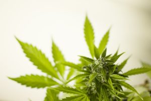 Flowering cannabis bud