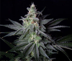 Jack Herer Strain